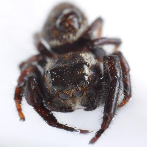 Macaroeris nidicolens